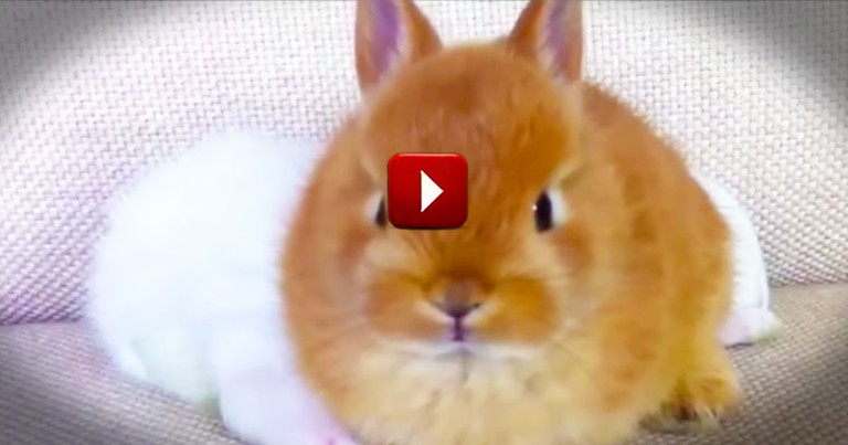 This is Silly, But I Can't Stop Watching! So Many Bunnies . . . So Much Cuteness!