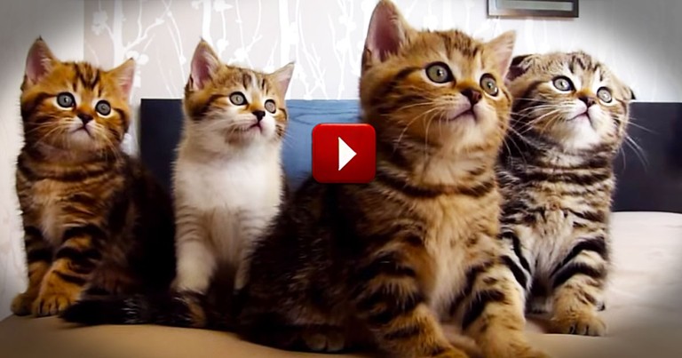 Hilarious Dancing Cats Will Make Your Day