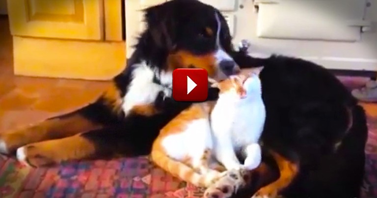 It Looked Like They Were Just Going to Fight Like Cats And Dogs. Until 2:06--Awwww!
