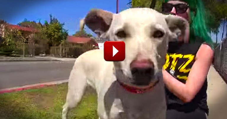 She Waited and Waited For Her Human To Return. And Her Gentle Patience Was Rewarded. Aww!