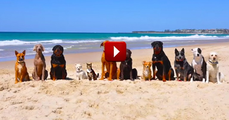 This Is One Beach Trip I Wish I'd Taken. The Lone Kitty Put The Biggest Smile On My Face!