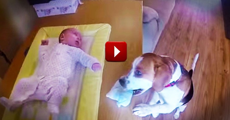 This Pup Proves He's MOM'S Best Friend. He Deserves Every One Of Those High Fives!