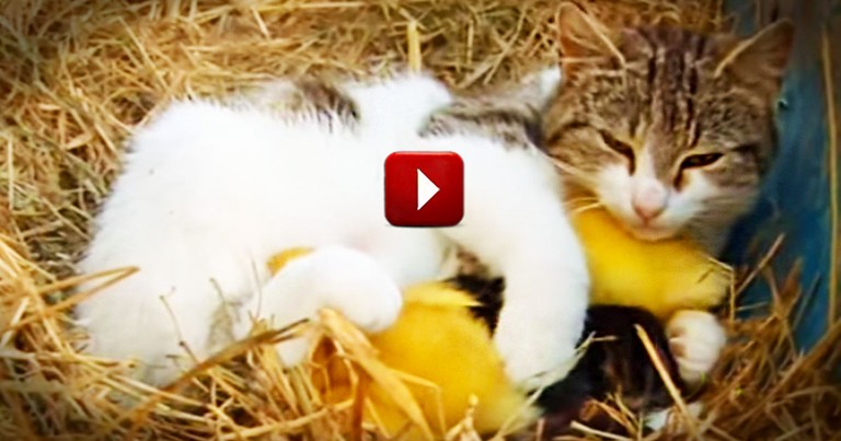 When This Cat Adopted Ducklings, I Thought It Couldn't Get Cuter.  Then I Saw The Kittens.