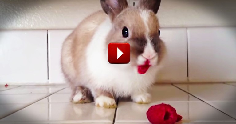 What This Bunny Uses As Lipstick Made Me Giggle. This Could Not Be Any Cuter!