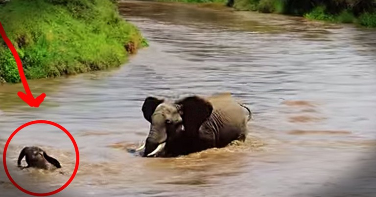 How This Baby Elephant Made It To The Shore Had Me On The Edge Of My Seat. Wow!