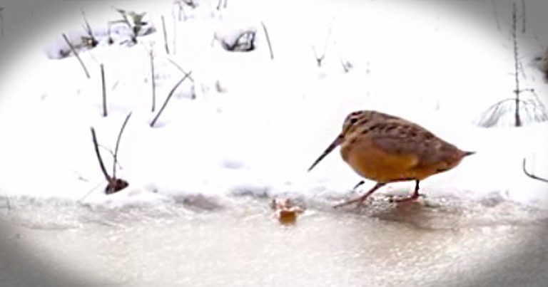 What This Little Bird Did On The Ice Made Me LOL. He Is Too Cute!