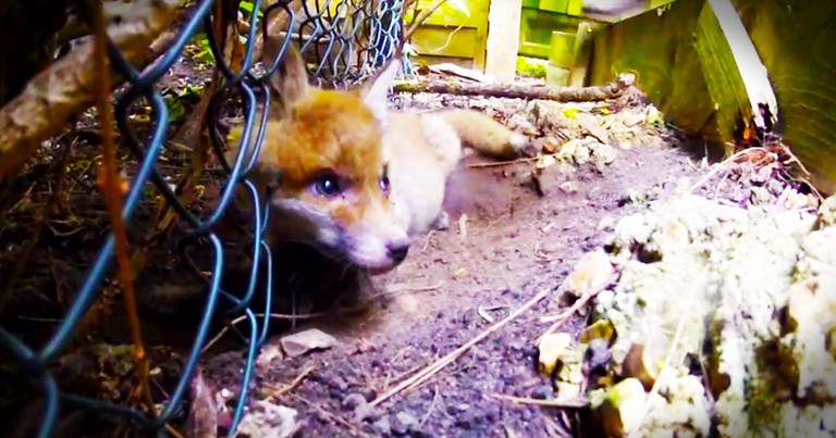 This Fox Pup Was Trapped With No Chance of Freedom. Until This Kind Man Saved Its Life!