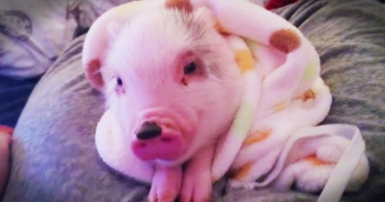 This Pig In A Blanket Is Sure To Make You Smile. His Sweet Little Noises Made My Heart Pitter Patter