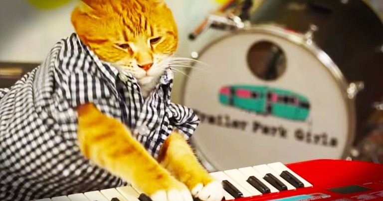 1 Kitty, 88 Keys, And 96 Tears Adds Up To ADORABLE!  And Now My Day Was Just Made. 