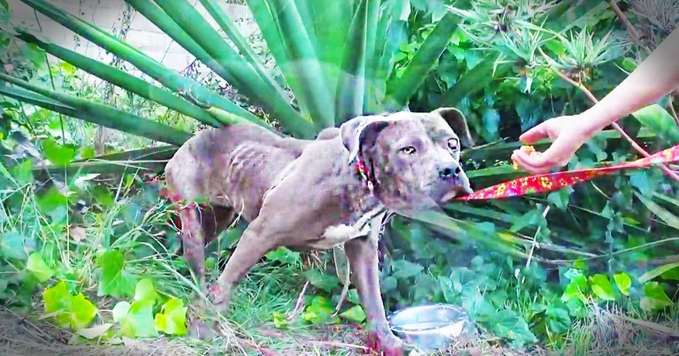 At First, This Poor Pit Bull Made My Heart Weep.  But I'm So Glad I Hung In To See The End!