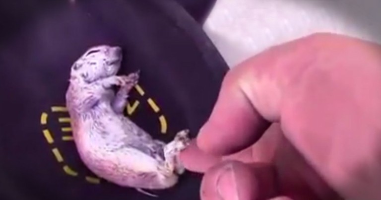 When He Found Its Little Limp Body, He Knew There Was Life Left. What He Did Next Is Incredible