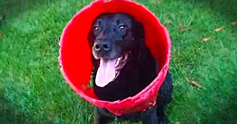This Adorable Dog Has The Most Unusual Best Friend.  Spoiler Alert, It's a Bucket.