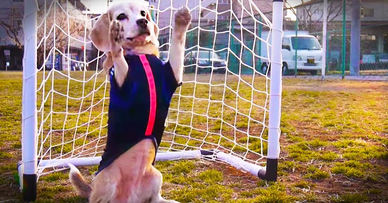 Apparently, This Pup Has World Cup Fever.  And It's Never Looked So Cute!