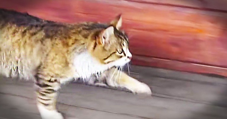 Apparently This Prancing Kitty Is Ready To Hit The Runway. Just Check Out That Cat Walk! 