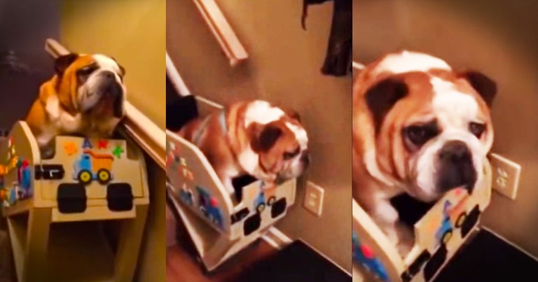When You Learn Why These Stairs Look Like a Puppy Amusement Park, You'll Be Moved.  Awww!