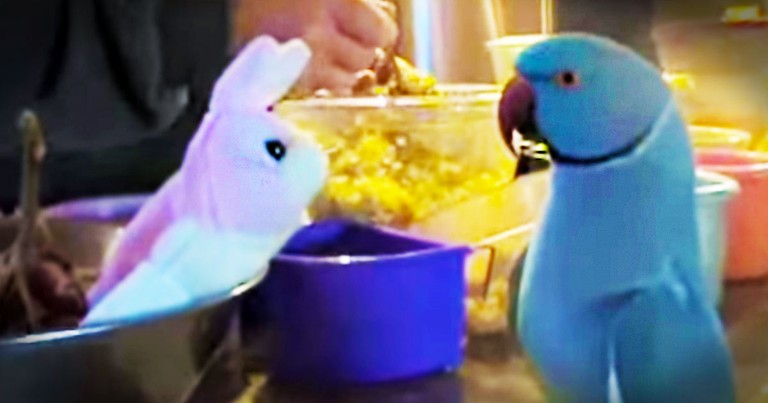 This Bird Just Got A New Friend And He Is In LOVE! Wait 'Til You Hear What He Says At 28 Seconds.