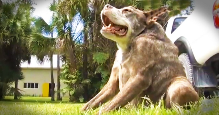 She's The World's 2nd Ugliest Dog. But She's About to Prove Beauty Isn't Only Fur-Deep!