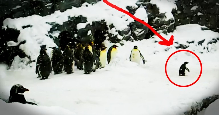 While The Other Penguins Just Chilled, 1 Little Guy Bounced His Way Right Into My Heart. Awww!