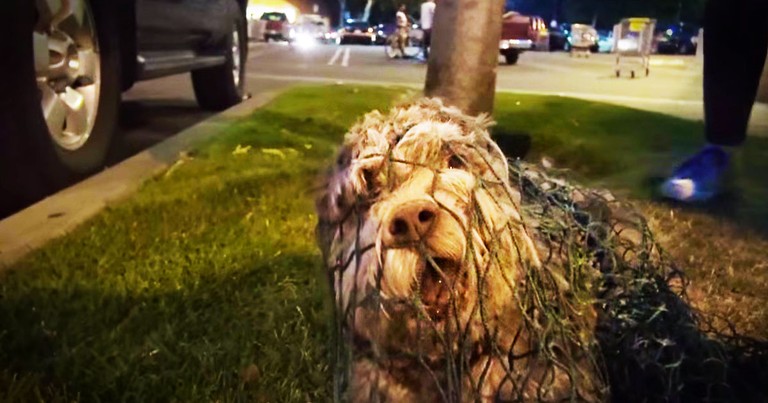 This Poor Dog Was Exhausted And Afraid. But This Dramatic Rescue Had The Sweetest Ending!