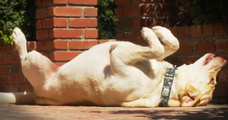 This Funny Pup Knows How To Soak Up The Sun. And Now I Just Really Want to Rub His Belly!