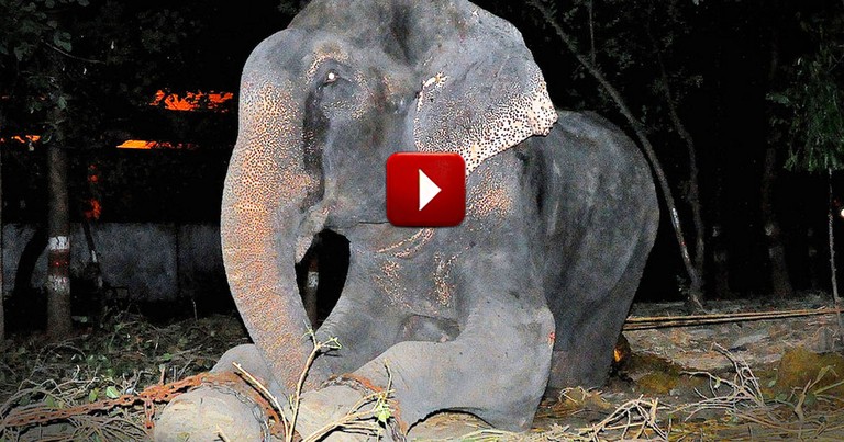 This Elephant Was Chained And Beaten For 50 Years. But Now He's Free And I'm Not The Only One Crying