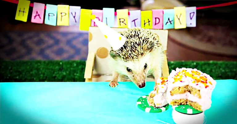 Surprise! Here Is One Hedgehog Who Knows How to Party. This Birthday Is Just Too Cute For Words.