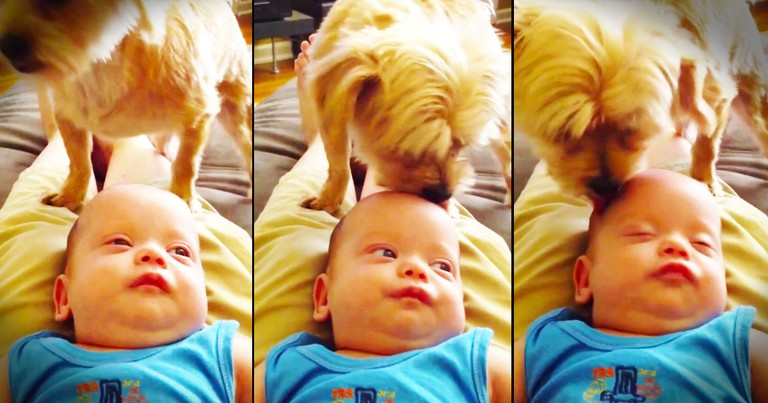 This Pup Has An Unusual Way Of Putting His Baby To Sleep. And THIS, This Is Adorable!