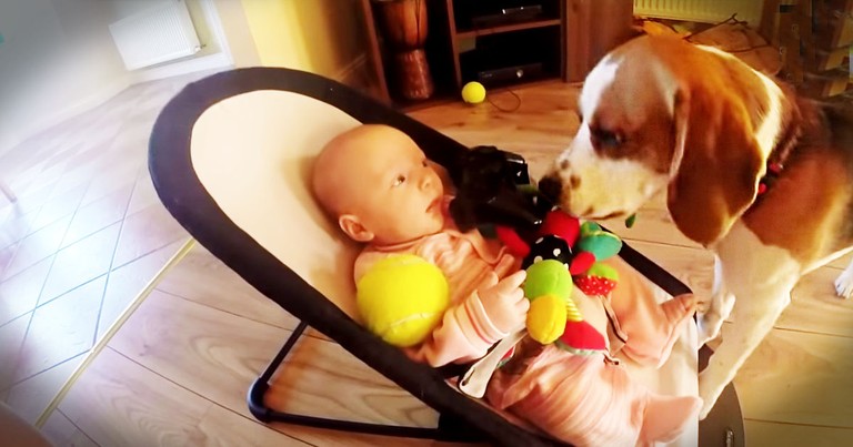 When This Pup Made His Baby Human Cry, He Felt Just Terrible. How He Apologizes Is Just Too Cute!