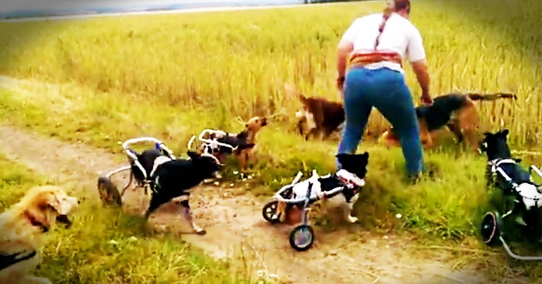I've Never Seen A Game of Fetch Like This Before! So Many Adorable Dogs On Wheels--Oh My Heart!