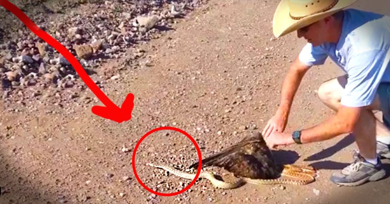 They Thought This Hawk Was A Goner. But What They Did Next Is Truly AMAZING, And So Is The Ending!