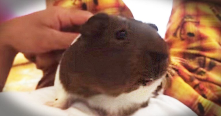 This Is One Grumpy Guinea Pig! And If I Was His Friend Christian, I'd Be Crying In A Corner! LOL