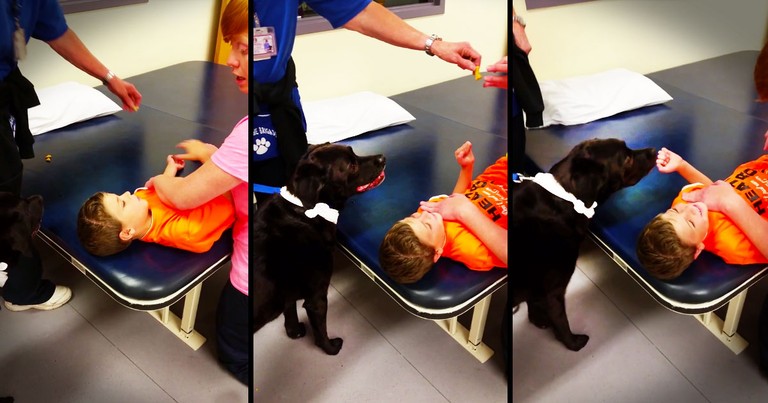 The Truth About What This Dog Did Just Melted My Heart. Those Giggles, You KNOW They Can Heal!