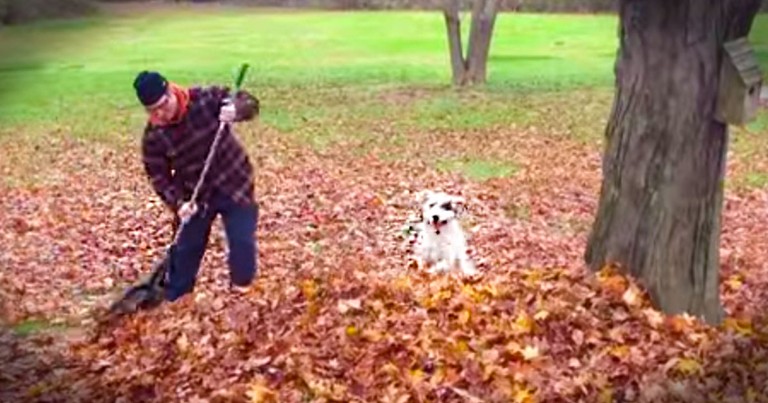 This Joyful Doggie Is Having The BEST Time. In A Pile Of Leaves - Awww