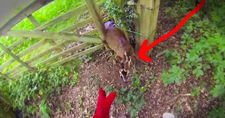 This Poor Deer Was Frightened And Confused. Until This Kind Rescuer Saved The Day! 