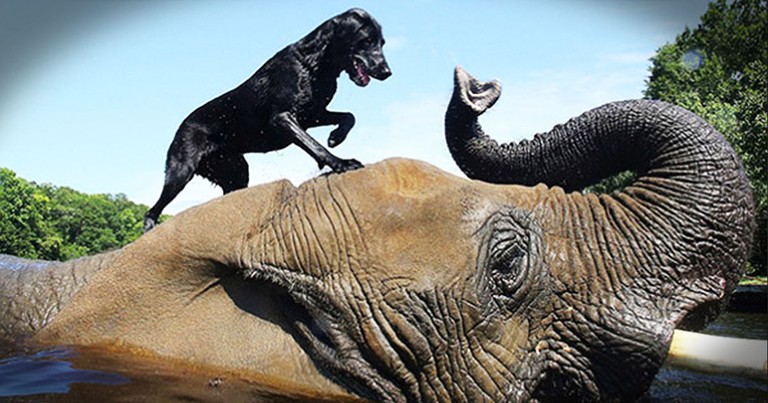 This Dog and Elephant Have Something Strange in Common - They are BEST Friends