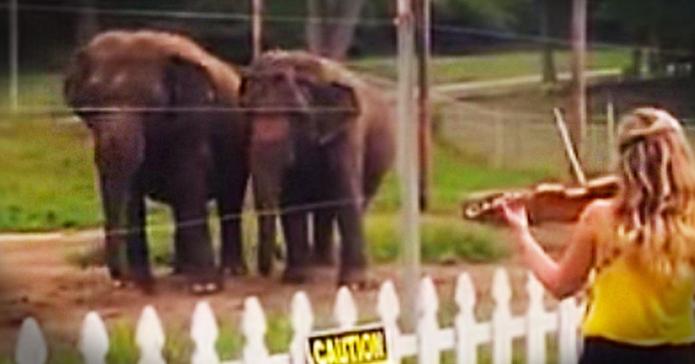 What These 2 Elephant Friends Did Next Completely Stunned Me. I Needed This Awesome Surprise Today!