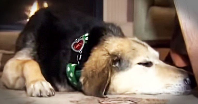 What This Devoted Dog Did To Save Her Owner Stunned Everyone! And She Did It All While Injured!