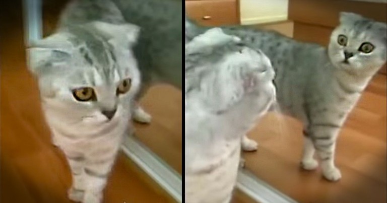 This Dramatic Kitty Saw Something That Shocked Her! Now I'm Shocked At How Hard I'm Laughing!