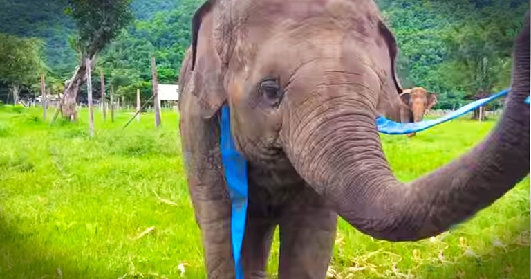 This Sweet Elephant Has A New Toy. But It's Her Joy That Really Made My Day! Awwww!