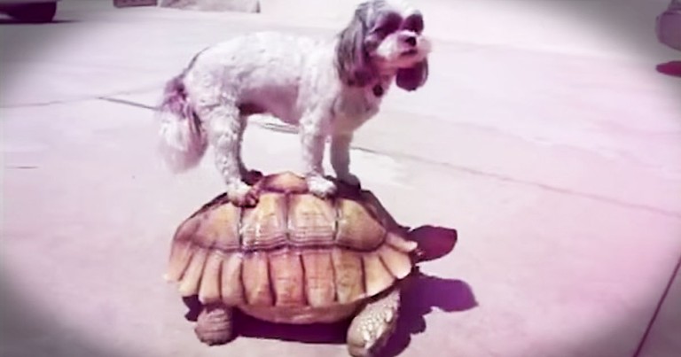 These 45 Animal BFFs Just Blew My Mind! I'm Going To Have To Watch That Again. And Again. . .