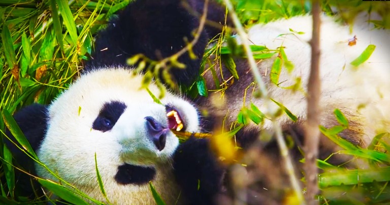 This Panda Is Keeping One VERY Big Secret. And Now I Canâ€™t Stop Laughing!  