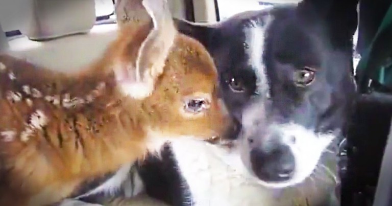 The Truth About This Unlikely Friendship Is Stunning. I Can't Get Over This Pup's Love For His Baby!