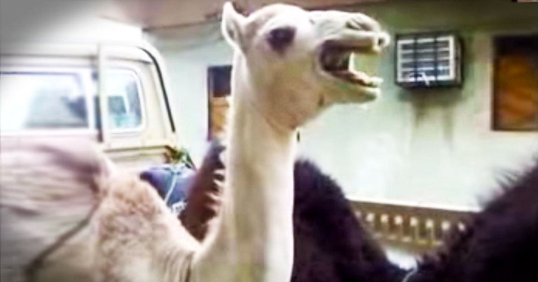 I'd Never Heard A Camel Giggle Before THIS. And Now It May Just Be One Of My Favorite Sounds LOL!