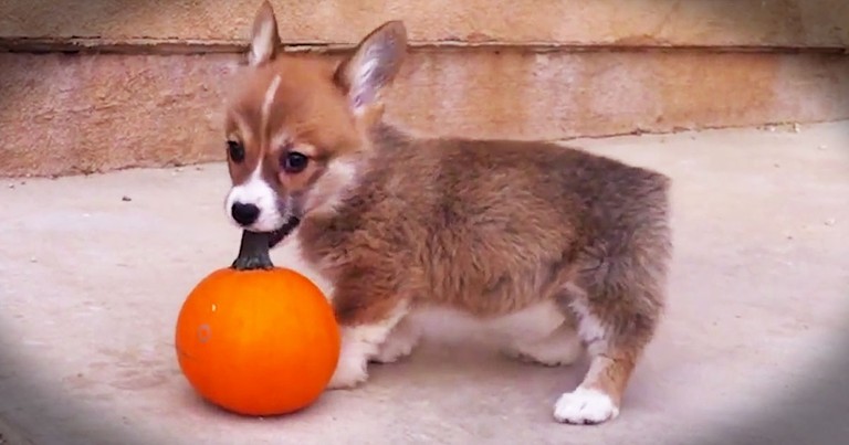 I Don't Know What's Cuter The Punkin Or The Pup. But I Do Know I'm Squealing With Delight!