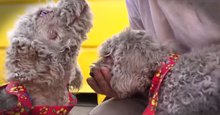 This Brother And Sister Were Struggling To Survive In A Junk Yard. Until They Got An AMAZING Rescue!