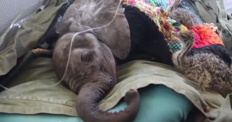 This Baby Elephant Was Trapped In A Well. But 2 Furry Friends Stayed By His Side Until Help Arrived.