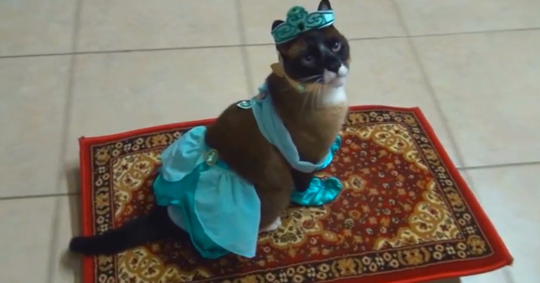 Apparently, This Kitty Loves To Play Dress Up. Watching The Furry Princess Cruise Around Made My Day