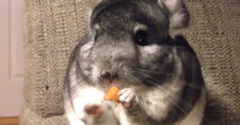 Apparently, This Chinchilla Was A Little Hungry. And Now I Just REALLY Want A Chinchilla--So Cute!