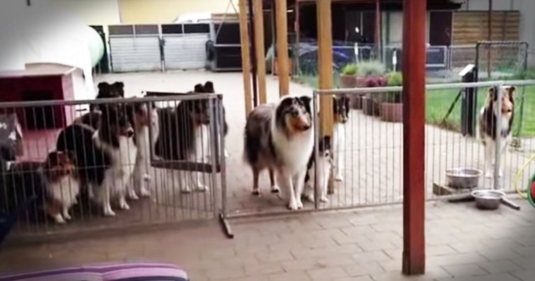 These Patient Pups Have The BEST Manners! This Is One You Have To See To Believe!