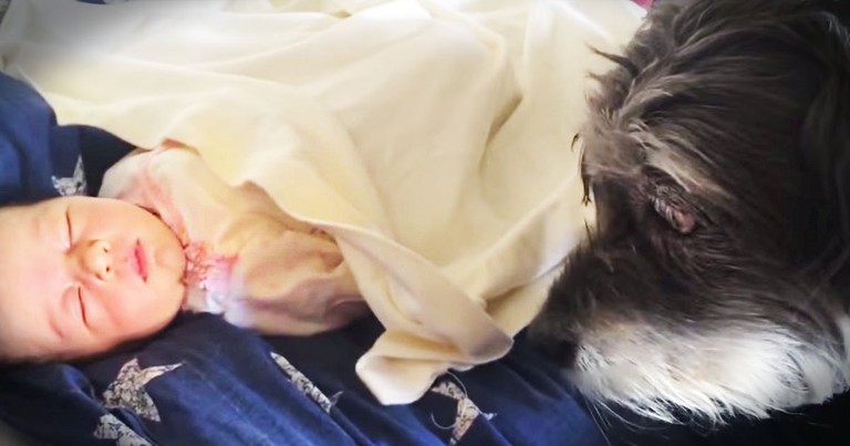 One Helpful Pup Tucks Baby In For A Nap--Aww!